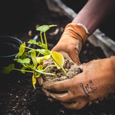 Pair of hands wearing orange/brown gardening gloves replanting a small plant from a pot to a flower bed